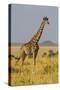 Africa. Tanzania. Masai giraffes at Serengeti National Park.-Ralph H. Bendjebar-Stretched Canvas