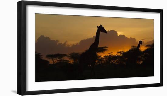 Africa. Tanzania. Masai giraffes at sunset at Ndutu, Serengeti National Park.-Ralph H. Bendjebar-Framed Photographic Print