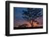 Africa. Tanzania. Morning sunrise at Ndutu, Serengeti National Park.-Ralph H. Bendjebar-Framed Photographic Print