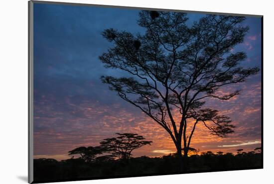 Africa. Tanzania. Morning sunrise at Ndutu, Serengeti National Park.-Ralph H. Bendjebar-Mounted Photographic Print