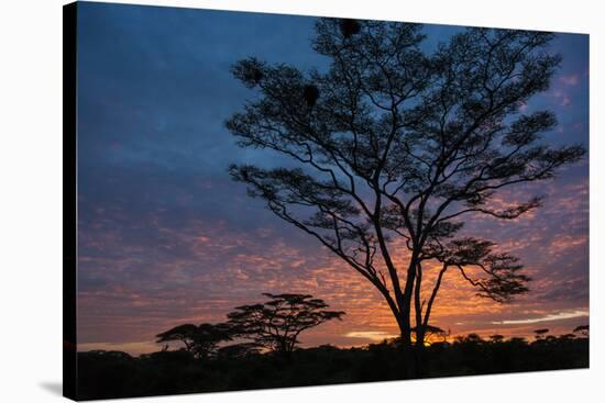 Africa. Tanzania. Morning sunrise at Ndutu, Serengeti National Park.-Ralph H. Bendjebar-Stretched Canvas