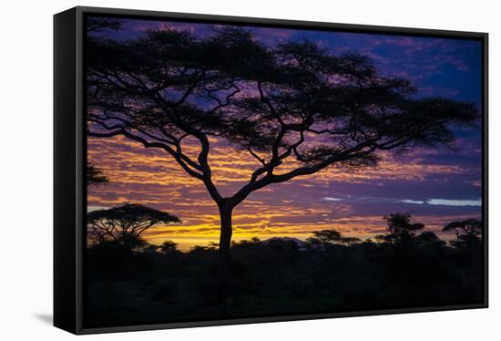 Africa. Tanzania. Morning sunrise at Ndutu, Serengeti National Park.-Ralph H. Bendjebar-Framed Stretched Canvas