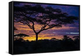 Africa. Tanzania. Morning sunrise at Ndutu, Serengeti National Park.-Ralph H. Bendjebar-Framed Stretched Canvas