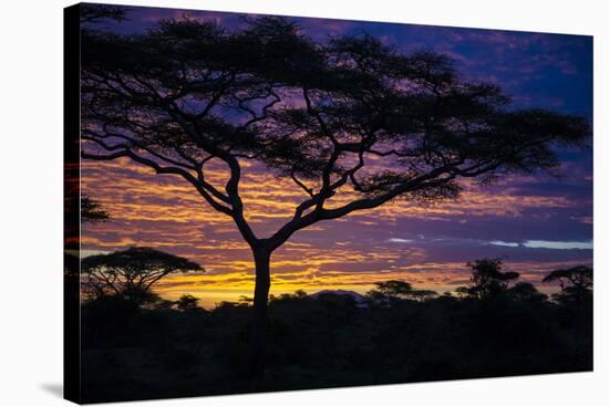 Africa. Tanzania. Morning sunrise at Ndutu, Serengeti National Park.-Ralph H. Bendjebar-Stretched Canvas