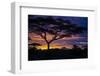 Africa. Tanzania. Morning sunrise at Ndutu, Serengeti National Park.-Ralph H. Bendjebar-Framed Photographic Print