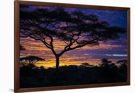 Africa. Tanzania. Morning sunrise at Ndutu, Serengeti National Park.-Ralph H. Bendjebar-Framed Photographic Print