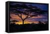 Africa. Tanzania. Morning sunrise at Ndutu, Serengeti National Park.-Ralph H. Bendjebar-Framed Stretched Canvas