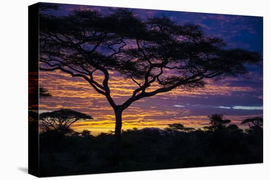 Africa. Tanzania. Morning sunrise at Ndutu, Serengeti National Park.-Ralph H. Bendjebar-Stretched Canvas