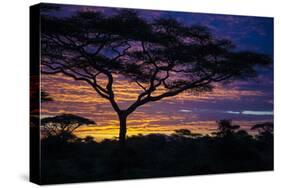 Africa. Tanzania. Morning sunrise at Ndutu, Serengeti National Park.-Ralph H. Bendjebar-Stretched Canvas