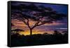 Africa. Tanzania. Morning sunrise at Ndutu, Serengeti National Park.-Ralph H. Bendjebar-Framed Stretched Canvas