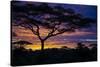 Africa. Tanzania. Morning sunrise at Ndutu, Serengeti National Park.-Ralph H. Bendjebar-Stretched Canvas