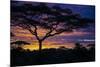 Africa. Tanzania. Morning sunrise at Ndutu, Serengeti National Park.-Ralph H. Bendjebar-Mounted Photographic Print