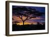 Africa. Tanzania. Morning sunrise at Ndutu, Serengeti National Park.-Ralph H. Bendjebar-Framed Photographic Print