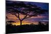 Africa. Tanzania. Morning sunrise at Ndutu, Serengeti National Park.-Ralph H. Bendjebar-Mounted Photographic Print