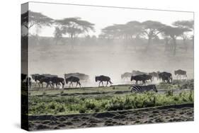 Africa, Tanzania, Ndutu. Wildebeest or Brindled Gnu migration with a single zebra-Charles Sleicher-Stretched Canvas