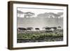 Africa, Tanzania, Ndutu. Wildebeest or Brindled Gnu migration with a single zebra-Charles Sleicher-Framed Photographic Print