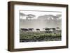 Africa, Tanzania, Ndutu. Wildebeest or Brindled Gnu migration with a single zebra-Charles Sleicher-Framed Photographic Print