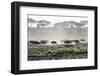 Africa, Tanzania, Ndutu. Wildebeest or Brindled Gnu migration with a single zebra-Charles Sleicher-Framed Photographic Print