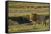 Africa, Tanzania, Ngorongoro Conservation Area. A male lion.-Charles Sleicher-Framed Stretched Canvas