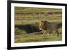 Africa, Tanzania, Ngorongoro Conservation Area. A male lion.-Charles Sleicher-Framed Photographic Print