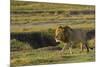 Africa, Tanzania, Ngorongoro Conservation Area. A male lion.-Charles Sleicher-Mounted Photographic Print