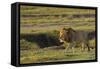 Africa, Tanzania, Ngorongoro Conservation Area. A male lion.-Charles Sleicher-Framed Stretched Canvas