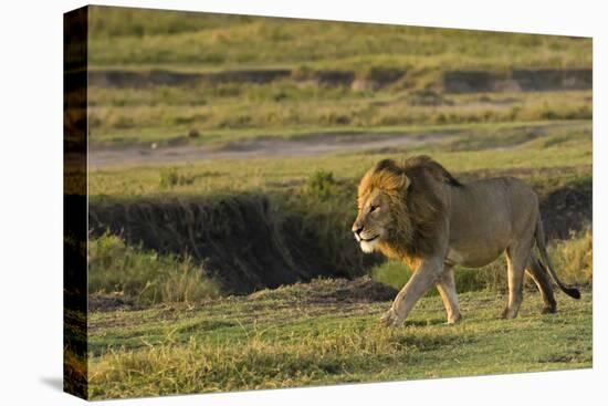 Africa, Tanzania, Ngorongoro Conservation Area. A male lion.-Charles Sleicher-Stretched Canvas