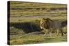 Africa, Tanzania, Ngorongoro Conservation Area. A male lion.-Charles Sleicher-Stretched Canvas