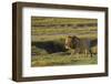 Africa, Tanzania, Ngorongoro Conservation Area. A male lion.-Charles Sleicher-Framed Photographic Print