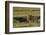 Africa, Tanzania, Ngorongoro Conservation Area. A male lion.-Charles Sleicher-Framed Photographic Print
