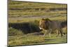 Africa, Tanzania, Ngorongoro Conservation Area. A male lion.-Charles Sleicher-Mounted Photographic Print