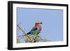 Africa, Tanzania, Ngorongoro Conservation Area. Lilac-breasted Roller in a thorn t tree-Charles Sleicher-Framed Photographic Print