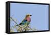 Africa, Tanzania, Ngorongoro Conservation Area. Lilac-breasted Roller in a thorn t tree-Charles Sleicher-Framed Stretched Canvas