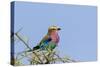 Africa, Tanzania, Ngorongoro Conservation Area. Lilac-breasted Roller in a thorn t tree-Charles Sleicher-Stretched Canvas