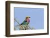 Africa, Tanzania, Ngorongoro Conservation Area. Lilac-breasted Roller in a thorn t tree-Charles Sleicher-Framed Photographic Print