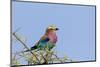 Africa, Tanzania, Ngorongoro Conservation Area. Lilac-breasted Roller in a thorn t tree-Charles Sleicher-Mounted Photographic Print