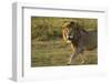 Africa, Tanzania, Ngorongoro Conservation Area. Male lion-Charles Sleicher-Framed Photographic Print