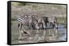 Africa, Tanzania, Ngorongoro Conservation Area. Plains zebras drinking.-Charles Sleicher-Framed Stretched Canvas