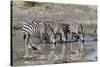 Africa, Tanzania, Ngorongoro Conservation Area. Plains zebras drinking.-Charles Sleicher-Stretched Canvas