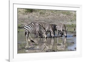 Africa, Tanzania, Ngorongoro Conservation Area. Plains zebras drinking.-Charles Sleicher-Framed Photographic Print