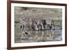 Africa, Tanzania, Ngorongoro Conservation Area. Plains zebras drinking.-Charles Sleicher-Framed Photographic Print