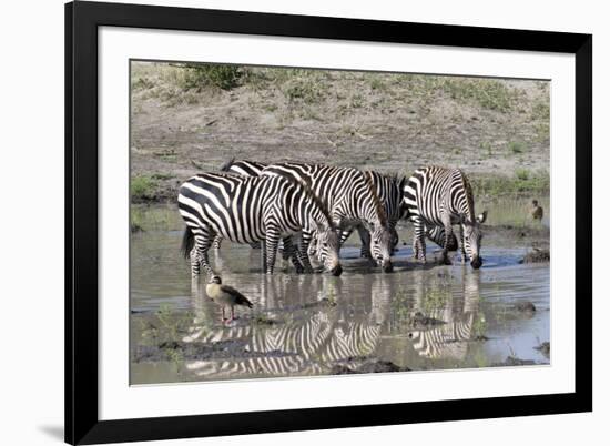 Africa, Tanzania, Ngorongoro Conservation Area. Plains zebras drinking.-Charles Sleicher-Framed Photographic Print