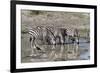 Africa, Tanzania, Ngorongoro Conservation Area. Plains zebras drinking.-Charles Sleicher-Framed Photographic Print