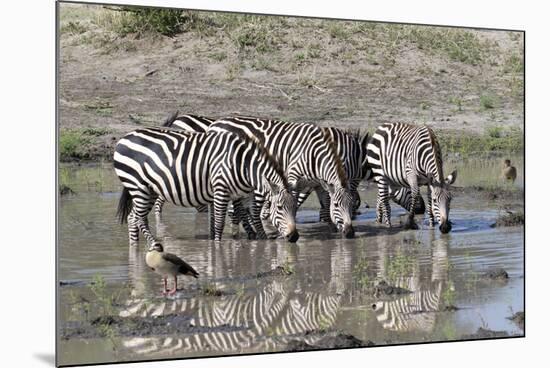 Africa, Tanzania, Ngorongoro Conservation Area. Plains zebras drinking.-Charles Sleicher-Mounted Photographic Print