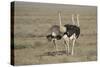 Africa, Tanzania, Ngorongoro Conservation Area. Three male Common Ostrich-Charles Sleicher-Stretched Canvas