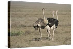 Africa, Tanzania, Ngorongoro Conservation Area. Three male Common Ostrich-Charles Sleicher-Stretched Canvas