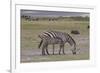 Africa, Tanzania, Ngorongoro Crater. Plain zebras grazing in the crater.-Charles Sleicher-Framed Premium Photographic Print