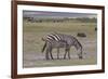 Africa, Tanzania, Ngorongoro Crater. Plain zebras grazing in the crater.-Charles Sleicher-Framed Premium Photographic Print