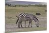 Africa, Tanzania, Ngorongoro Crater. Plain zebras grazing in the crater.-Charles Sleicher-Mounted Premium Photographic Print