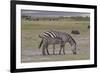 Africa, Tanzania, Ngorongoro Crater. Plain zebras grazing in the crater.-Charles Sleicher-Framed Photographic Print